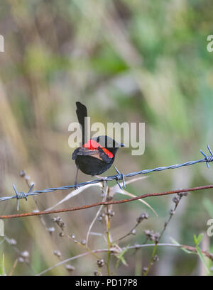 Red-backed Märchen wren (Malurus melanocephalus), Biboohra, Atherton Tableland, Far North Queensland, FNQ, QLD, Australien Stockfoto
