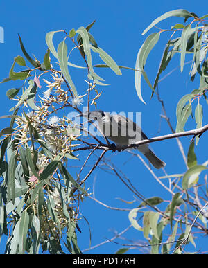 Laut Friarbird (Philemon corniculatus), Biboohra, Atherton Tableland, Far North Queensland, FNQ, QLD, Australien Stockfoto