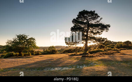 Die warme Sonne scheint es im letzten Licht des Tages auf der wunderschönen New Forest National Park in der Nähe der New Milton, Hampshire, Großbritannien Stockfoto