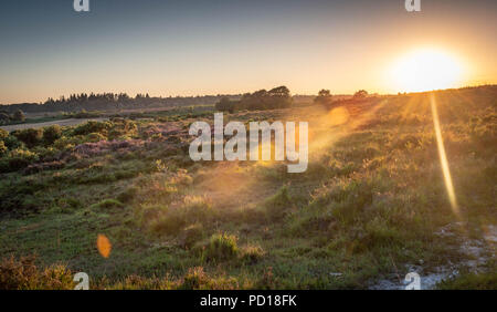 Die warme Sonne scheint es im letzten Licht des Tages auf der wunderschönen New Forest National Park in der Nähe der New Milton, Hampshire, Großbritannien Stockfoto