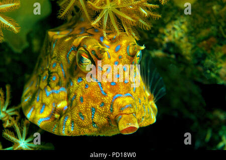Thornback Cowfish (Lactoria fornasini), Insel Bali, Indonesien Stockfoto