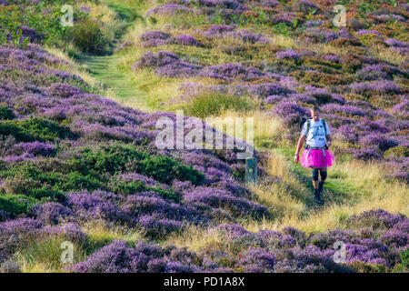 Mit einem heißen Tag vor, ein Walker in einem rosa Tu Tu Rock zugunsten der Krebsforschung Köpfe heraus früh die Mittagssonne entlang der Offa's Dyke Path zu schlagen Stockfoto