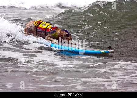 Pacifica, USA. 04 Aug, 2018. Der goldendoodle Derby ist auf dem Surfbrett. Zahlreiche große und kleine Hunde in der 'World Dog Surfen Meisterschaften teilgenommen" in der Nähe von San Francisco. Quelle: Barbara Munker/dpa/Alamy leben Nachrichten Stockfoto