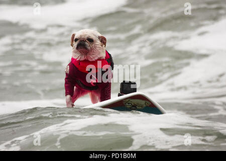 Pacifica, USA. 04 Aug, 2018. Der Hund gidget ist auf dem Surfbrett. Zahlreiche große und kleine Hunde in der 'World Dog Surfen Meisterschaften teilgenommen" in der Nähe von San Francisco. Quelle: Barbara Munker/dpa/Alamy leben Nachrichten Stockfoto