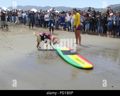 Pacifica, USA. 04 Aug, 2018. Ein Hund sein Surfbrett ziehen. Zahlreiche große und kleine Hunde in der 'World Dog Surfen Meisterschaften teilgenommen" in der Nähe von San Francisco. Quelle: Barbara Munker/dpa/Alamy leben Nachrichten Stockfoto