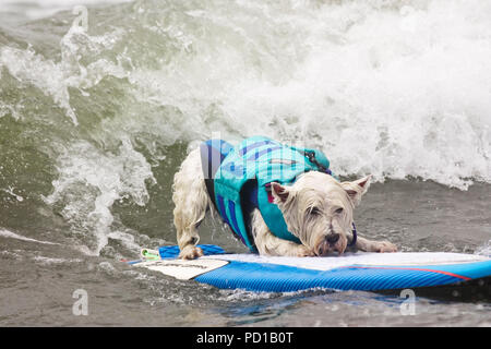 Pacifica, USA. 04 Aug, 2018. Tristan den Hund surft die Wellen. Zahlreiche große und kleine Hunde in der 'World Dog Surfen Meisterschaften teilgenommen" in der Nähe von San Francisco. Quelle: Barbara Munker/dpa/Alamy leben Nachrichten Stockfoto