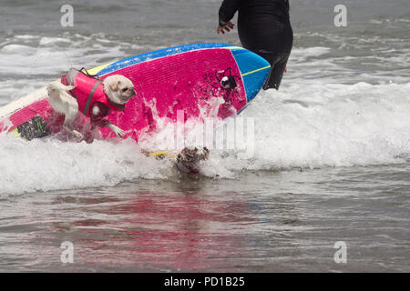 Pacifica, USA. 04 Aug, 2018. Die Hunde Gidget (L) und Prinz Dudeman fallen ab dem Surfbrett. Zahlreiche große und kleine Hunde in der 'World Dog Surfen Meisterschaften teilgenommen" in der Nähe von San Francisco. Quelle: Barbara Munker/dpa/Alamy leben Nachrichten Stockfoto