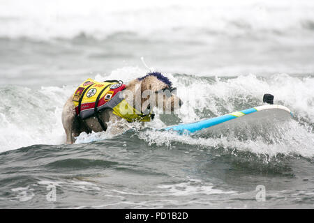 Pacifica, USA. 04 Aug, 2018. Der goldendoodle Derby ist auf dem Surfbrett. Zahlreiche große und kleine Hunde in der 'World Dog Surfen Meisterschaften teilgenommen" in der Nähe von San Francisco. Quelle: Barbara Munker/dpa/Alamy leben Nachrichten Stockfoto