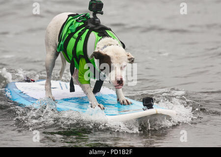 Pacifica, USA. 04 Aug, 2018. Die amerikanische Grube Stier Terrier Glaube ist auf dem Surfbrett. Zahlreiche große und kleine Hunde in der 'World Dog Surfen Meisterschaften teilgenommen" in der Nähe von San Francisco. Quelle: Barbara Munker/dpa/Alamy leben Nachrichten Stockfoto