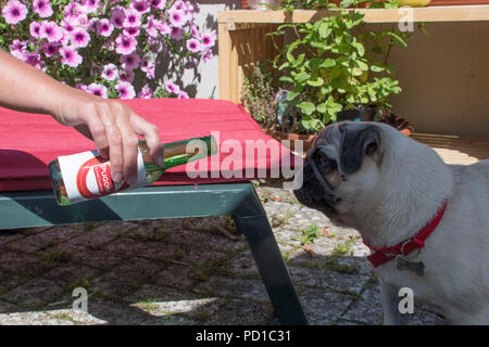 Fowey, Cornwall, UK. 5. August 2018. UK Wetter. Titan der Mops Abkühlung mit einem Getränk des Pugoni Wasser, als die Hitzewelle in Cornwall geht weiter. Credit: titanpics/Alamy leben Nachrichten Stockfoto