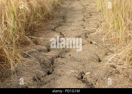 Nottinghamshire, England, UK. 5. August 2018. UK Wetter. Die Hitzewelle im Sommer 2018 weiterhin heiß und trocken sein. Ackerland wurde Anzeichen für die Rissbildung infolge des Mangels an Wasser. Das Bild zeigt die Ergebnisse der sehr trockenen Bodenbedingungen. Stockfoto