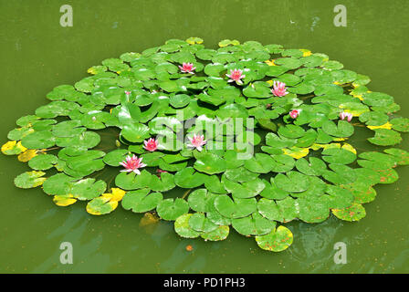 Seerosen in einem Teich. Stockfoto