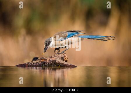 Azure geflügelte Elster Stockfoto