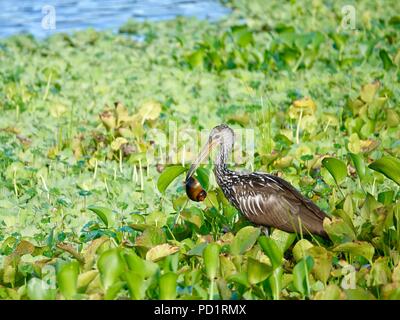 Limpkin, Aramus guarauna, Nahrungssuche im Marsh mit Apfelschnecken in seiner Rechnung, Gainesville, Florida, USA. Stockfoto