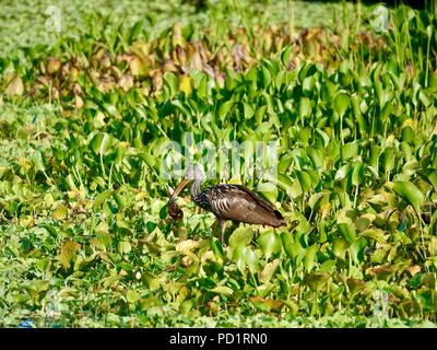 Limpkin, Aramus guarauna, Nahrungssuche im Marsh mit Apfelschnecken in seiner Rechnung, Gainesville, Florida, USA. Stockfoto