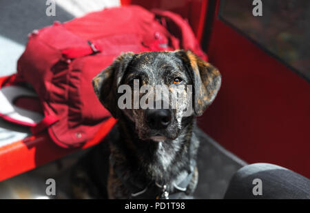Junge süße Labrador Retriever Hunde Welpen Haustier Stockfoto