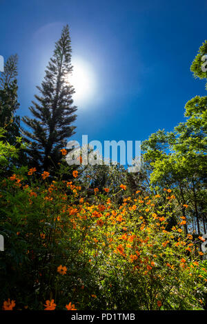 Blauer Himmel und kontrastreiche Blumen im Kloster in Da lat, Thien Vien Truc, Buddhistischer Tempel. Stockfoto