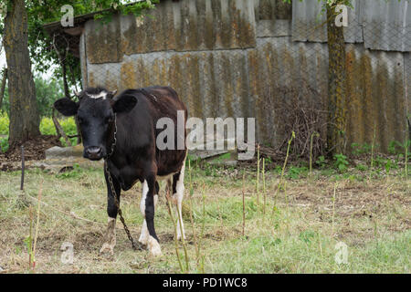 Schwarz Kalb auf einer Kette ist die Beweidung im Hinterhof Stockfoto