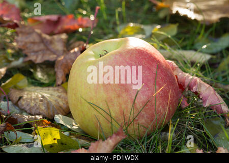 Rot und Gelb Apple auf dem Boden liegend unter Blätter im Herbst Stockfoto