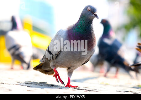 Rock Taube (Columba livia) Schlafwandeln auf der Straße vor einem hellen gelben Bus in Berlin. Stockfoto