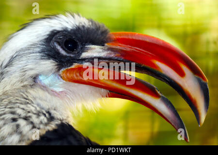 Kopf eines männlichen decken Nashornvogel (tockus deckeni) mit offenem Schnabel in der Seitenansicht vor einem verschwommenen floral background Stockfoto