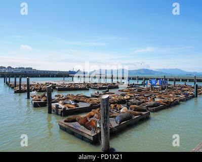 SAN FRANCISCO, USA - Mai 4, 2018: Landschaft von Pier 39 mit Seelöwen ruht auf hölzernen Plattformen Stockfoto