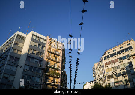 Herde von Tauben Sitzen auf Stromleitungen Vor dem Apartment Gebäude in Athen, Griechenland Stockfoto