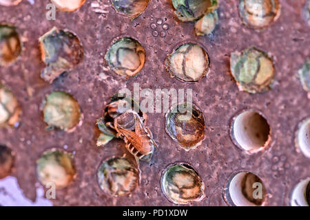 Alfalfa leafcutter Biene bin egachile rotundata Fab." ihre Eier, Pollen und Nektar in nest Kavitäten der Hinterlegung. Stockfoto