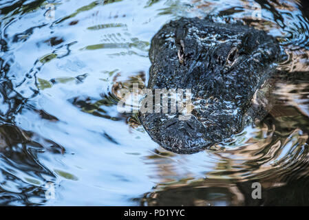 Surfacing Alligator bei St. Augustine Alligator Farm Tierpark in St. Augustine, Florida. (USA) Stockfoto