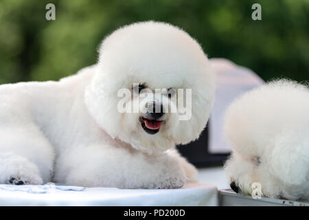 Schließen baby Bichon Hund auf Gras Stockfoto