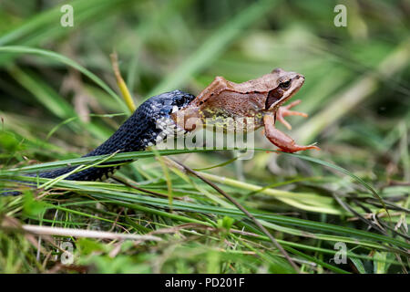 Black Snake Essen Big Frog Stockfoto