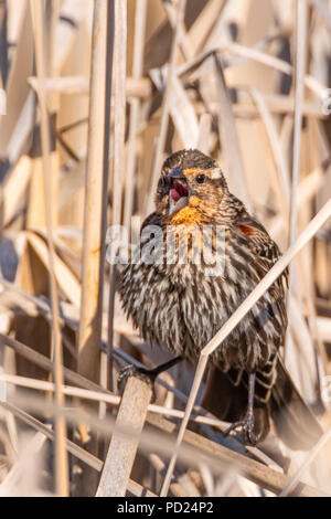 Weiblich Red-winged blackbird (Agelaius phoeniceus) thront auf rohrkolben. Stockfoto