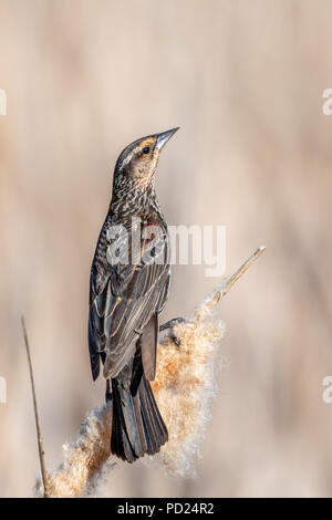 Weiblich Red-winged blackbird (Agelaius phoeniceus) thront auf rohrkolben. Stockfoto