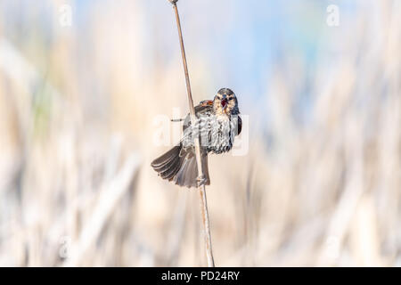 Weiblich Red-winged blackbird (Agelaius phoeniceus) thront auf rohrkolben. Stockfoto
