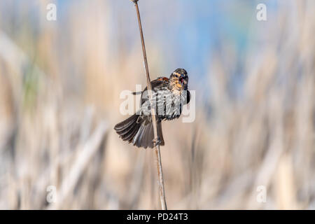 Weiblich Red-winged blackbird (Agelaius phoeniceus) thront auf rohrkolben. Stockfoto