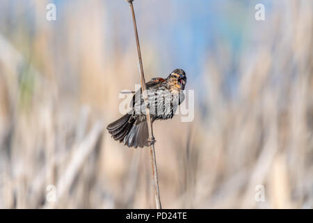 Weiblich Red-winged blackbird (Agelaius phoeniceus) thront auf rohrkolben. Stockfoto