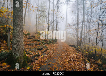 Nebel und Herbst Farbe auf der Crabtree fällt Weg, in George Washington National Forest in der Nähe der Blue Ridge Parkway, Virginia. Stockfoto