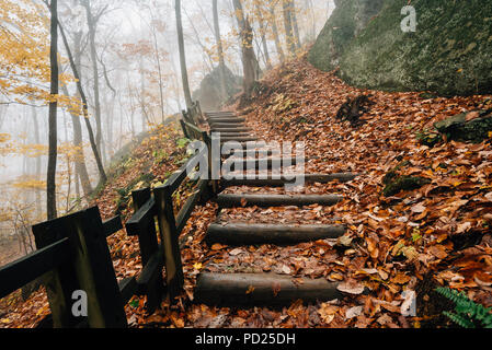 Nebel und Herbst Farbe auf der Crabtree fällt Weg, in George Washington National Forest in der Nähe der Blue Ridge Parkway, Virginia. Stockfoto