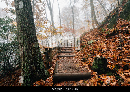 Nebel und Herbst Farbe auf der Crabtree fällt Weg, in George Washington National Forest in der Nähe der Blue Ridge Parkway, Virginia. Stockfoto