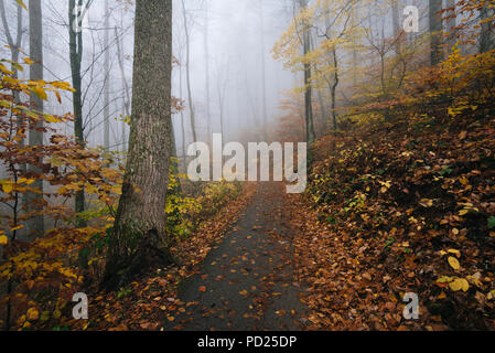 Nebel und Herbst Farbe auf der Crabtree fällt Weg, in George Washington National Forest in der Nähe der Blue Ridge Parkway, Virginia. Stockfoto