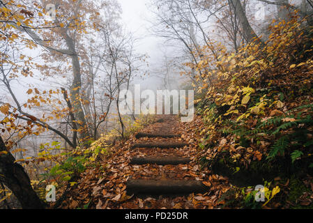 Nebel und Herbst Farbe auf der Crabtree fällt Weg, in George Washington National Forest in der Nähe der Blue Ridge Parkway, Virginia. Stockfoto