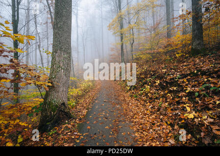 Nebel und Herbst Farbe auf der Crabtree fällt Weg, in George Washington National Forest in der Nähe der Blue Ridge Parkway, Virginia. Stockfoto