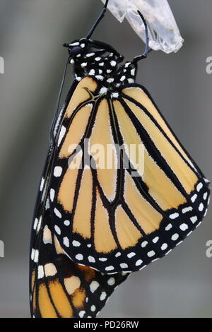 Männliche Monarchfalter (danaus Plexippus) auf Chrysalis Stockfoto