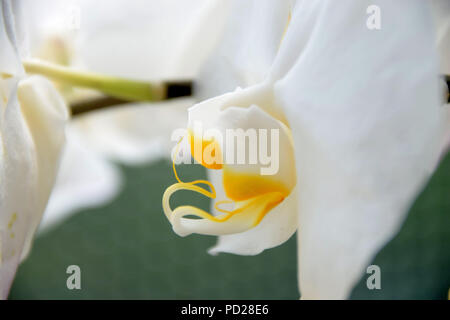 Makro von Weiße Orchidee Blüte sieht aus wie ein Insekt, weiße Orchideen Seitenansicht vor pastellfarbenen Hintergrund Stockfoto