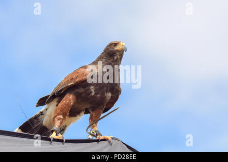 Harris Hawk Stockfoto