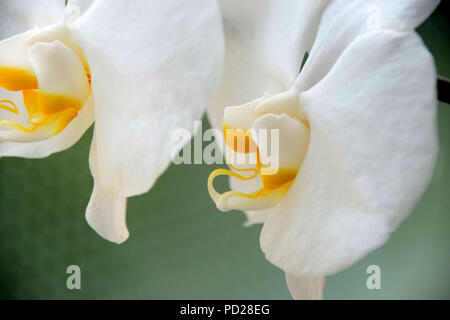 Gelbe Lippe in der Mitte der weißen Orchideen, detail Szene der Weiße Orchidee Blumen, Orchideen Seitenansicht vor pastellfarbenen Hintergrund Stockfoto