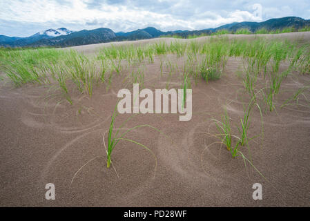 Gräser wachsen auf Sanddünen, Great Sand Dunes National Park, CO, USA, durch die Bruce Montagne/Dembinsky Foto Assoc Stockfoto