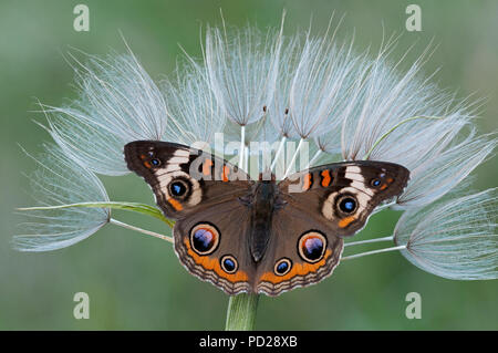 Gemeinsame Roßkastanie Schmetterling (Junonia coenia) auf Bart Samenkapseln der Ziege (Aruncus dioicus) Samen, E USA, durch Überspringen Moody/Dembinsky Foto Assoc Stockfoto