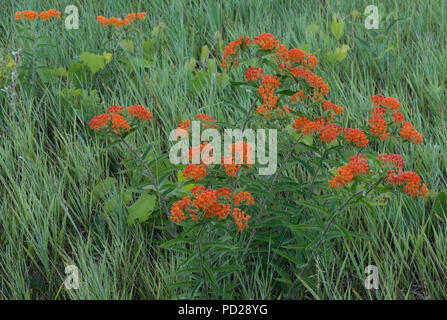 Schmetterling Seidenpflanze (Asclepias tuberosa), Wachsen in der Wiese, im Osten der USA, durch Überspringen Moody/Dembinsky Foto Assoc Stockfoto