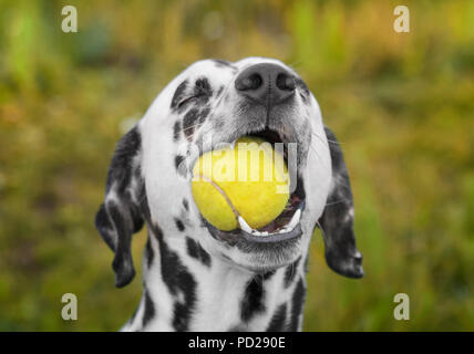 Süße Dalmatiner Hund mit einem Ball im Maul. Outdoor Bild Stockfoto